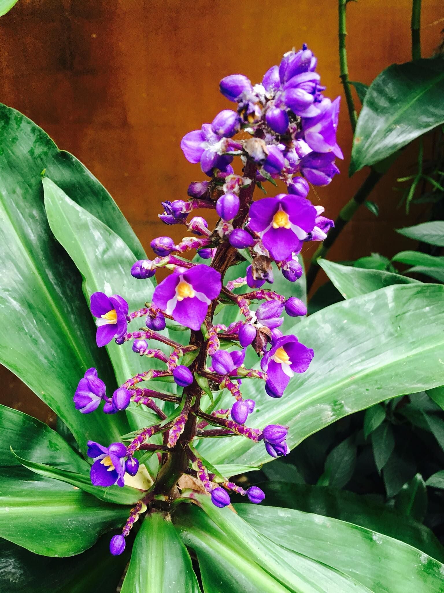 Connect Coaches Garden Tours Image -62b9925a13072